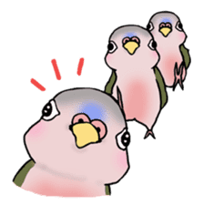 Happy Birds day! Hiyori and Apollo sticker #3763914