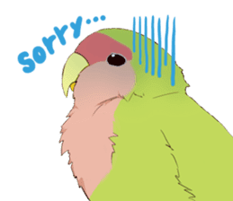 true parrots, every day sticker #3770792