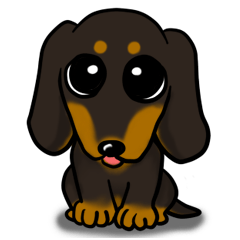 M&M imports Miniature Dachshund