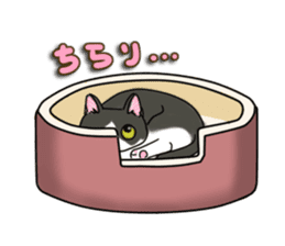 Cat theater MarineLand Part2 sticker #3792559