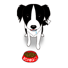 Border Collie Dog Ichigo By Karin Border Collie Dog Ichigo By Karin