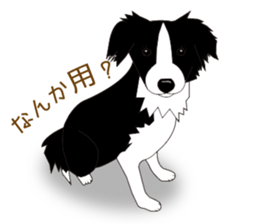 Border collie dog "ICHIGO" sticker #3794937