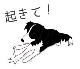 Border collie dog "ICHIGO" sticker #3794943