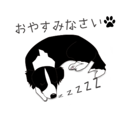 Border collie dog "ICHIGO" sticker #3794945