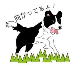 Border collie dog "ICHIGO" sticker #3794948