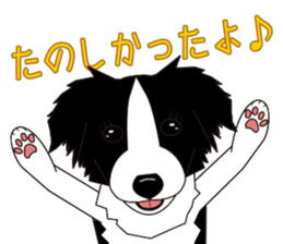 Border collie dog "ICHIGO" sticker #3794949