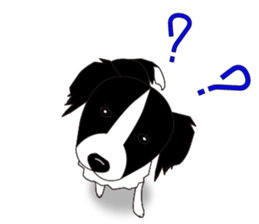 Border collie dog "ICHIGO" sticker #3794955
