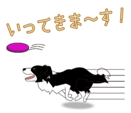 Border collie dog "ICHIGO" sticker #3794957
