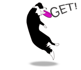 Border collie dog "ICHIGO" sticker #3794958