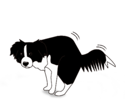 Border collie dog "ICHIGO" sticker #3794959
