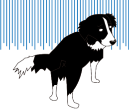 Border collie dog "ICHIGO" sticker #3794961