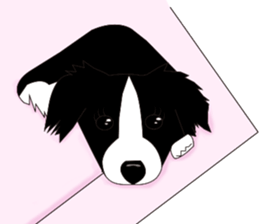 Border collie dog "ICHIGO" sticker #3794963