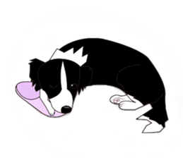 Border collie dog "ICHIGO" sticker #3794965