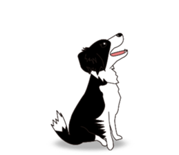 Border collie dog "ICHIGO" sticker #3794966