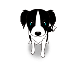 Border collie dog "ICHIGO" sticker #3794967