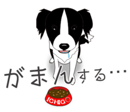 Border collie dog "ICHIGO" sticker #3794969