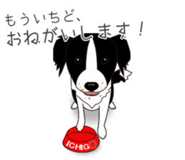Border collie dog "ICHIGO" sticker #3794970