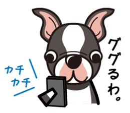 iinu - Boston Terrier sticker #3812528