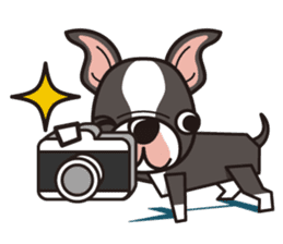 iinu - Boston Terrier sticker #3812560