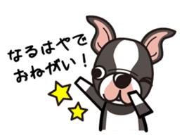 iinu - Boston Terrier sticker #3812562