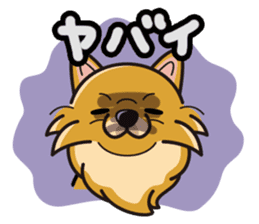 iinu - Pomeranian sticker #3837195