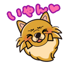 iinu - Pomeranian sticker #3837201