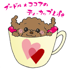 Teacup life of the poodle "cocoa"