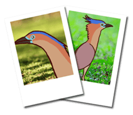 Big Bird (Gorsachius melanolophus) sticker #3857606