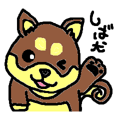 shiba chan dog