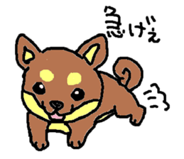 shiba chan dog sticker #3868409