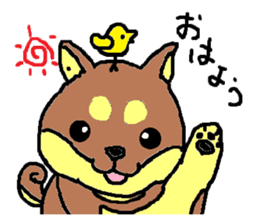 shiba chan dog sticker #3868411