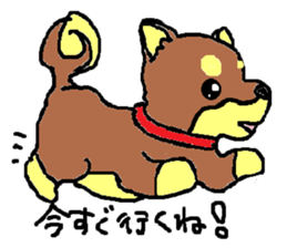 shiba chan dog sticker #3868443