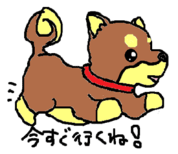 shiba chan dog sticker #3868443