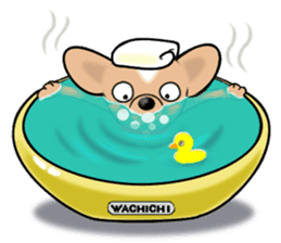Wachichi of chihuahua 2 sticker #3871873