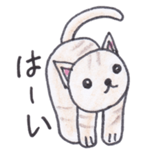 Chatra-chan the cat sticker #3873963