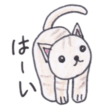Chatra-chan the cat sticker #3873963
