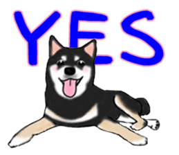 Shiba Inu Expressions sticker #3881047