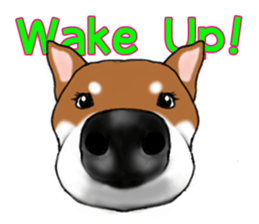 Shiba Inu Expressions sticker #3881052