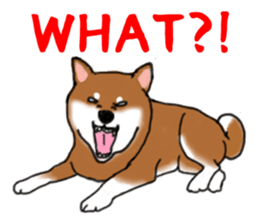 Shiba Inu Expressions sticker #3881065