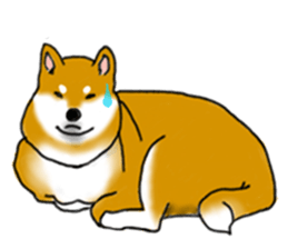 Shiba Inu Expressions sticker #3881066