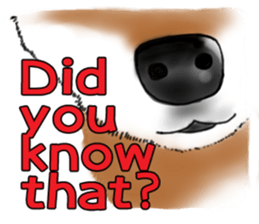 Shiba Inu Expressions sticker #3881070