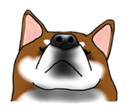 Shiba Inu Expressions sticker #3881076