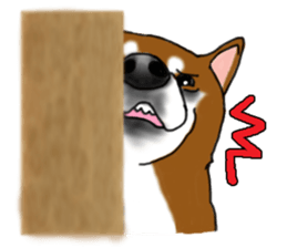 Shiba Inu Expressions sticker #3881078
