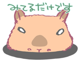 Capybara is gazing afar. sticker #3895469