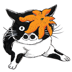 Male Cat Kazuo Nakamura