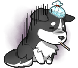 Corgi 'the boss' sticker #3912621