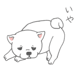 Puppy of white shiba inu sticker #3915608