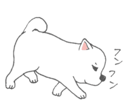 Puppy of white shiba inu sticker #3915609