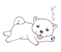 Puppy of white shiba inu sticker #3915610