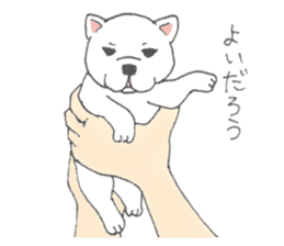 Puppy of white shiba inu sticker #3915617